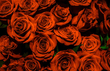  gold roses close-up.