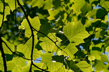 Liriodendron tulipifera, Amerikanischer Tulpenbaum (Tulip tree)