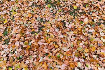 cleaning fallen leaves in heaps