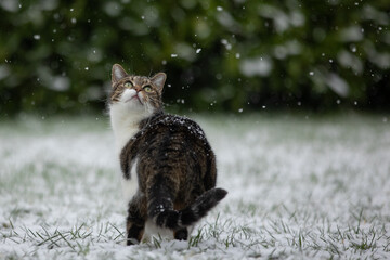 Katze in Schneeflocken
