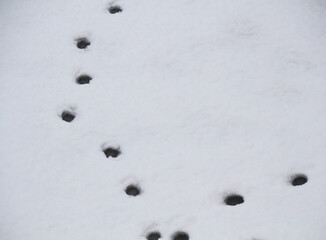 Spuren eines Tieres in tauendem Schnee