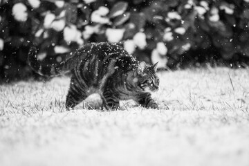 Katze in Schneeflocken