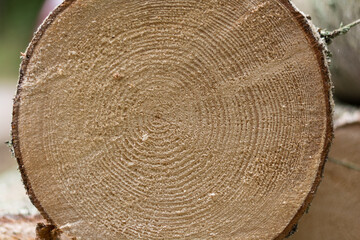 Naklejka premium Sectional Area Of A Spruce Showing Annual Rings - Close-up