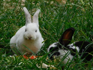 Bunny Conejo Rabbit Conejos naturaleza nature