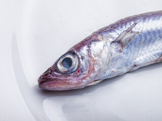 raw Blue whiting