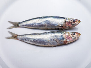 raw sardines