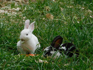 Bunny Conejo Rabbit Conejos naturaleza nature