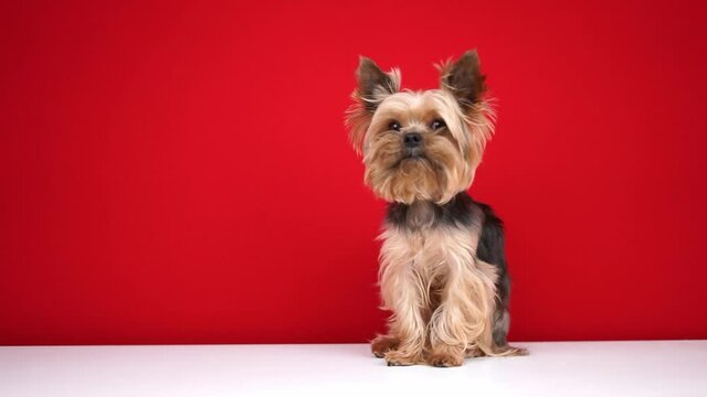 A Yorkshire Terrier dog sits on a red background