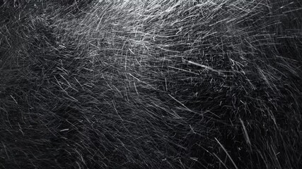 Strong blizzard isolated on the black background, seamlessly looped. Heavy snowfall with strong wind and low visibility. 