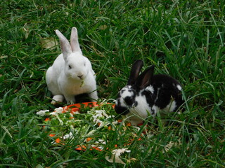 Bunny Conejo Rabbit Conejos naturaleza nature