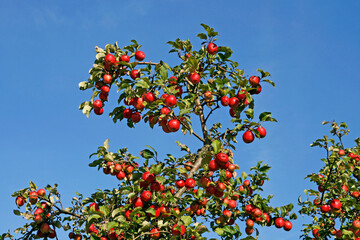 Apple tree with ripe fruit (malus)