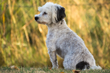 White Small Dog Wakes - Havanese