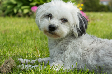 Naklejka na ściany i meble Little White Dog - Havanese Lying In Meadow