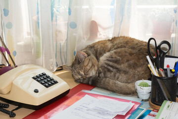 Gray Cat Sleeping On Desk In The Office