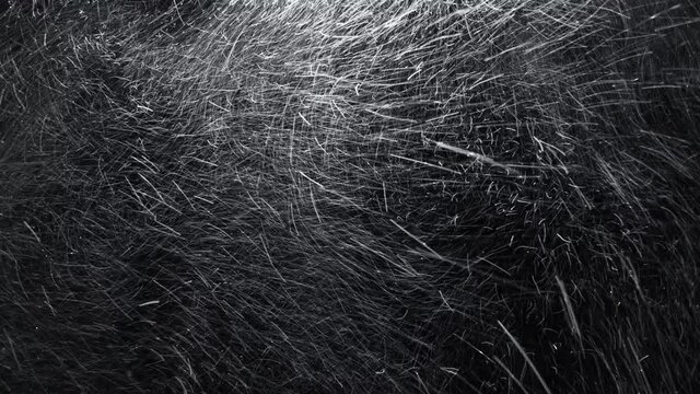 Strong blizzard isolated on the black background, seamlessly looped. Heavy snowfall with strong wind and low visibility. 