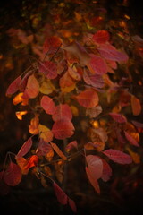 Amazing red magenta leaves on a tree branch in a sunny autumn forest