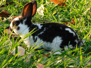 Bunny Conejo Rabbit Conejos naturaleza nature