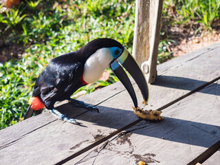 Tucan © Mirek