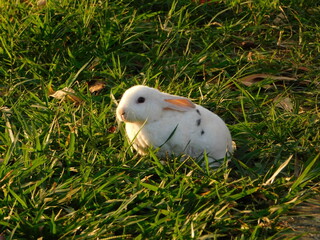 Bunny Conejo Rabbit Conejos naturaleza nature