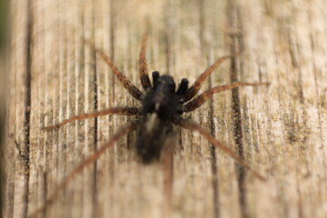 Spinne in der Natur
