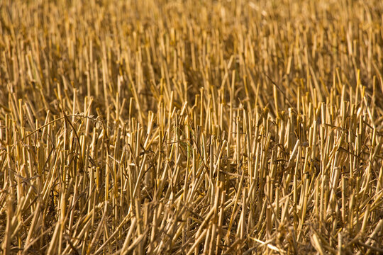 stuble field
