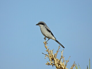 A loggerhead shrike perched the stem of a wilted Joshua Tree flower in the Mojave Desert, California.