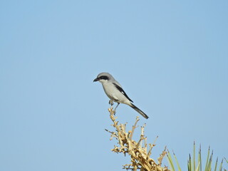 A loggerhead shrike perched the stem of a wilted Joshua Tree flower in the Mojave Desert, California.