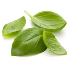 Sweet basil herb leaves handful isolated on white background closeup