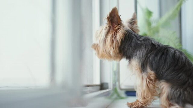 Untitled Projecta small Yorkshire Terrier dog looks out the window