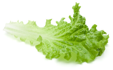 fresh green lettuce salad leaves isolated on white background