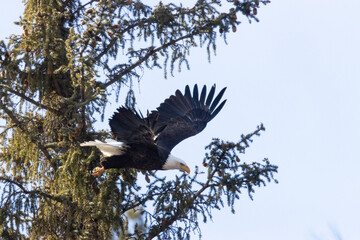 Bald Eagles in Eleven Mile Canyon