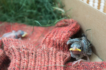 Newly Hatched Sparrow Fallen From The Nest Need Help