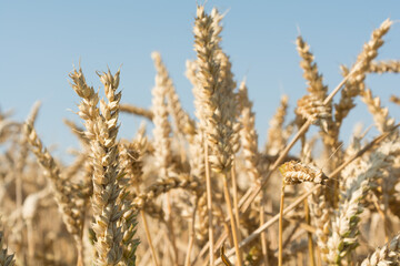 Cereal Ears Seen Close - Wheat