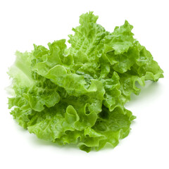 fresh green lettuce salad leaves isolated on white background