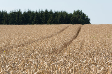 Tractor Tracks Through The Middle Of A Mature Cornfield