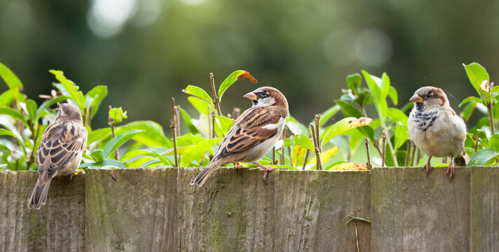 Sparrows, house sparrows in a garden, UK