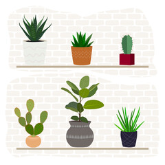 A set of different indoor flowers in pots. Home interior. Plant growing.	