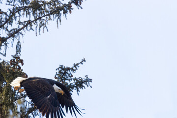 Bald Eagles in Eleven Mile Canyon