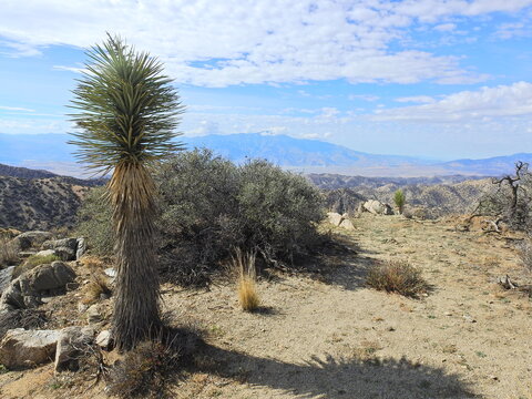 Spectacular desert scenery, with the Santa Rosa and the San Jacinto Mountains in the background, in southeastern California.