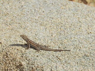 A side-blotched lizard sunning on a granite boulder in Joshua Tree National Park, southeastern California.