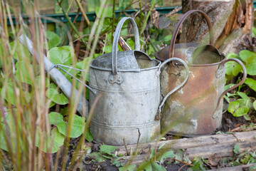 Old watering cans in a flowerbed, UK garden