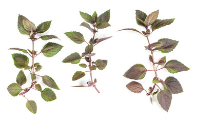Red basil branch isolated on white background. Flat, Top view.