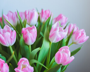 pink tulips on white background