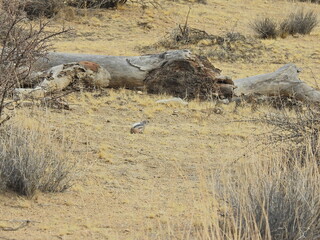 A white-tailed antelope squirrel enjoying a sunny day in the Mojave Desert, southeastern California.