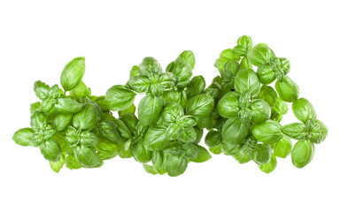 Fresh sweet Genovese basil bouquet isolated on white background cutout. Top view.