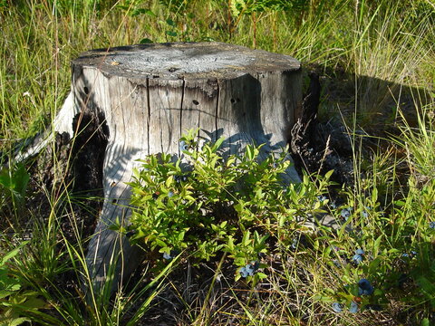 Wild Blueberries by Old Stump