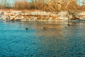 looking at ducks from far away swimming up the river
