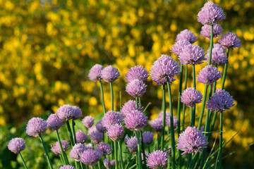Flowering Chives