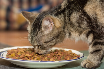 House Cat Eats Dry Food
