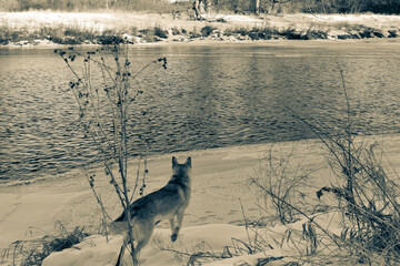 Ella the Ausky looking at the river 